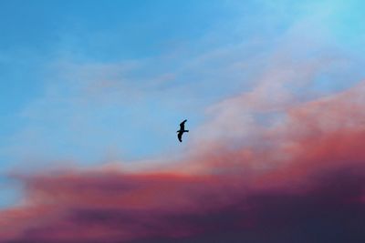 Bird flying over water against sky