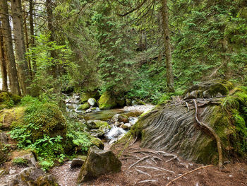 Stream amidst trees in forest