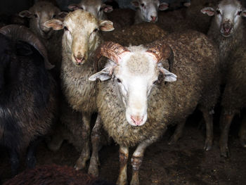 Sheep standing at farm