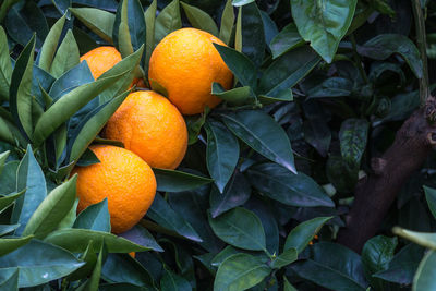 Close-up of orange fruits