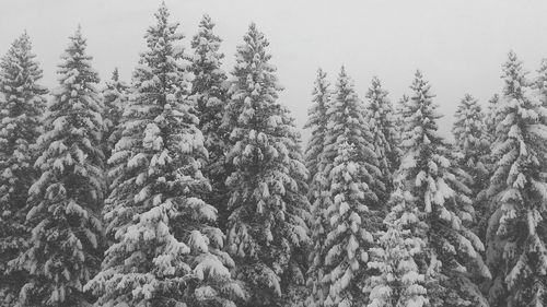 Snow covered trees in forest