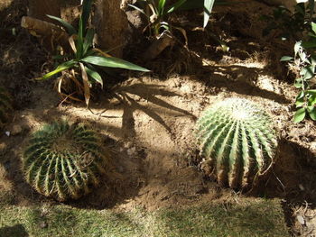 High angle view of succulent plant on field