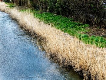 Plants growing in river