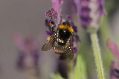 Close-up of bee on flower