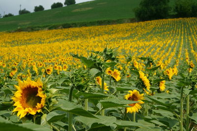 Yellow flowers growing in field