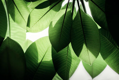 Close-up of green leaves