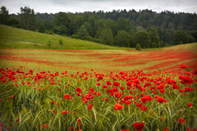 Red poppy flowers in field