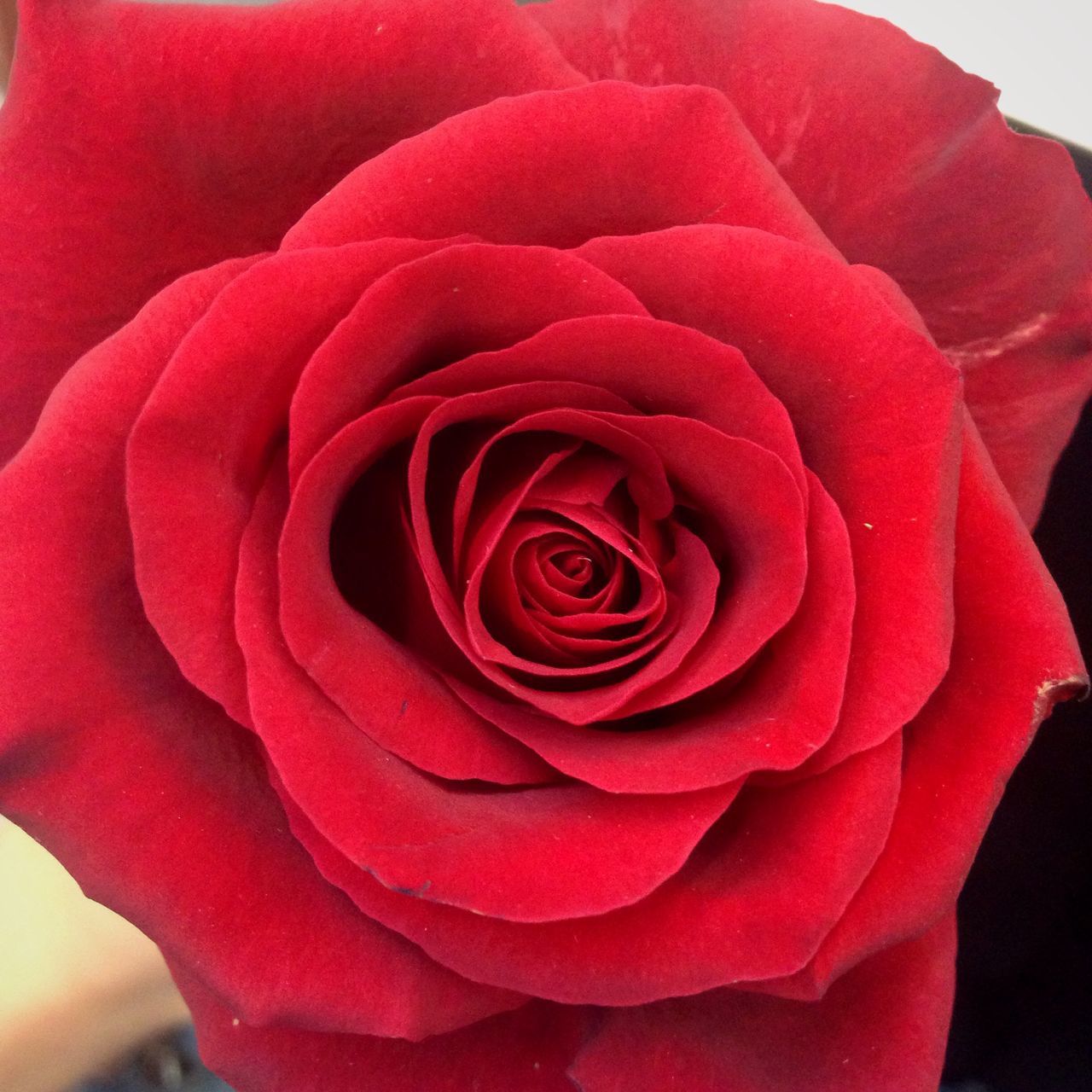 fragility, flower head, petal, flower, freshness, rose - flower, close-up, beauty in nature, red, in bloom, single flower, nature, natural pattern, vibrant color, softness, springtime, elegance, blossom, single rose, backgrounds, pattern, rose, botany, full frame, macro, extreme close-up, growth, rose petals, soft focus