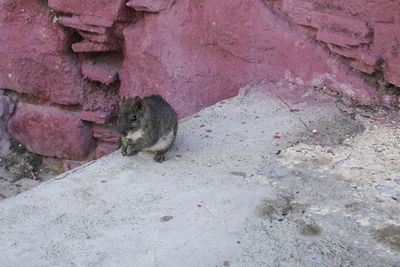 High angle view of squirrel on wall