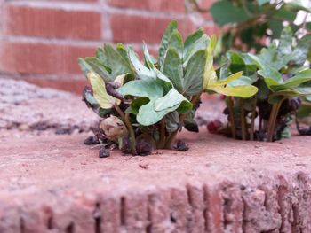 Close-up of lizard on leaf