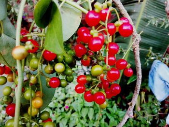 Close-up of cherries growing on plant