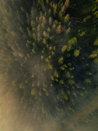 Aerial view of beautiful pine tree forest t in the mountains. view from above