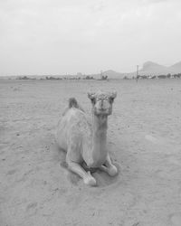 View of people sitting on beach