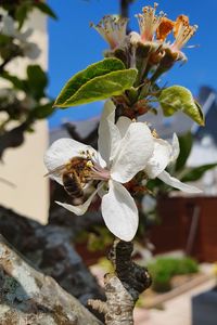 Close-up of bee on white flowering plant