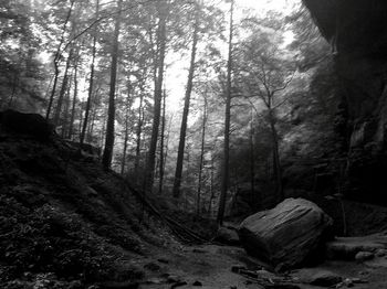 Trees in forest