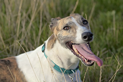 Close-up of a dog on field