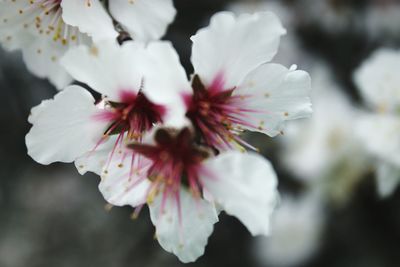 Close-up of pink flower