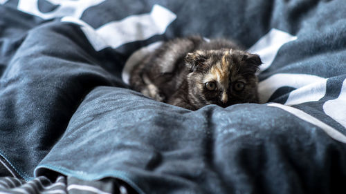 Close-up of cat sleeping on bed