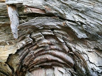 Full frame shot of tree trunk