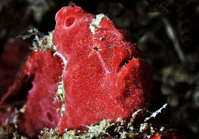 Close-up of red jellyfish in water