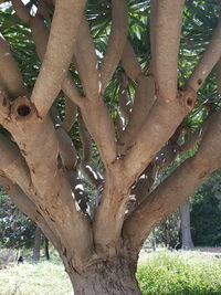 Low angle view of tree trunk in forest