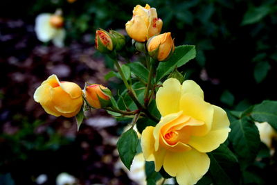 Close-up of yellow flowers blooming outdoors