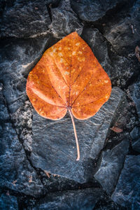 High angle view of dry leaf on rock