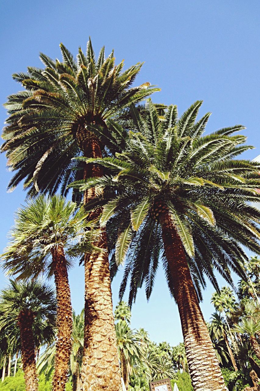 LOW ANGLE VIEW OF COCONUT PALM TREE AGAINST BLUE SKY