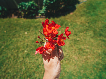 Close-up of hand holding red flowers