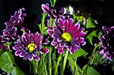 Close-up of purple flowers blooming outdoors