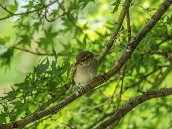 Bird perching on a tree