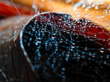 Close-up of spider on web