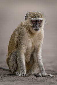 Close-up of monkey