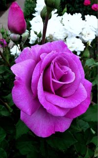 Close-up of pink rose blooming outdoors