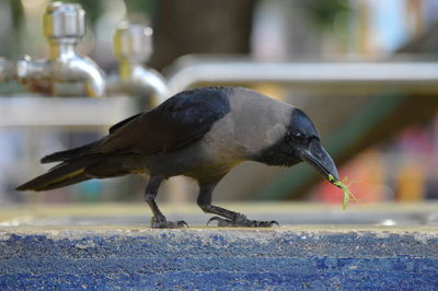 Crow carrying insect in mouth