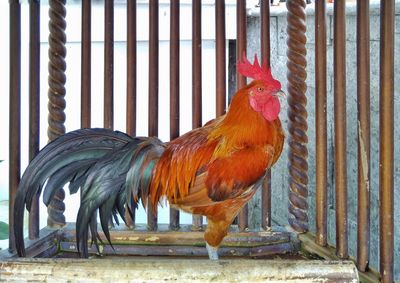 Rooster in cage