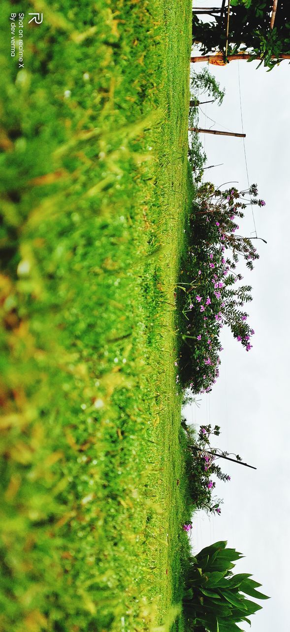 HIGH ANGLE VIEW OF TREES IN FIELD