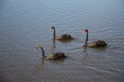 High angle view of black swans swimming on lake
