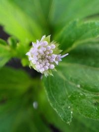 Close-up of flower blooming outdoors