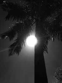 Low angle view of sun shining through trees