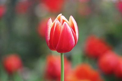 Close-up of pink tulip