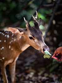 Close-up of deer