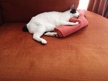 Cat relaxing at home