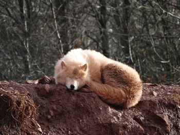 Wolf sleeping on dirt.