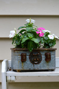 Close-up of potted plant against white wall