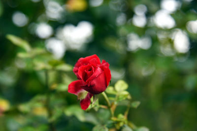 Close-up of red rose