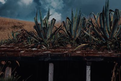 Close-up of plants growing on field against sky