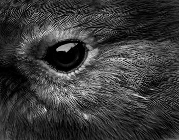 Close-up of animal eye