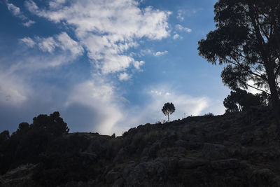 Low angle view of trees on rocky field against sky