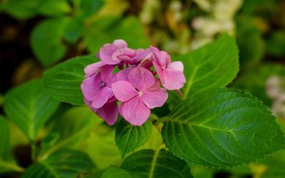 Close-up of pink flower